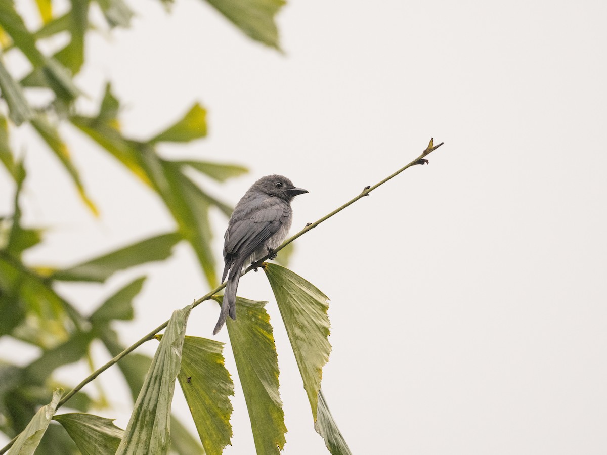 Ashy Drongo - Kaitlyn O'Brien