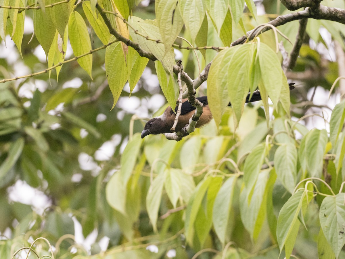 Sumatran Treepie - ML598682351