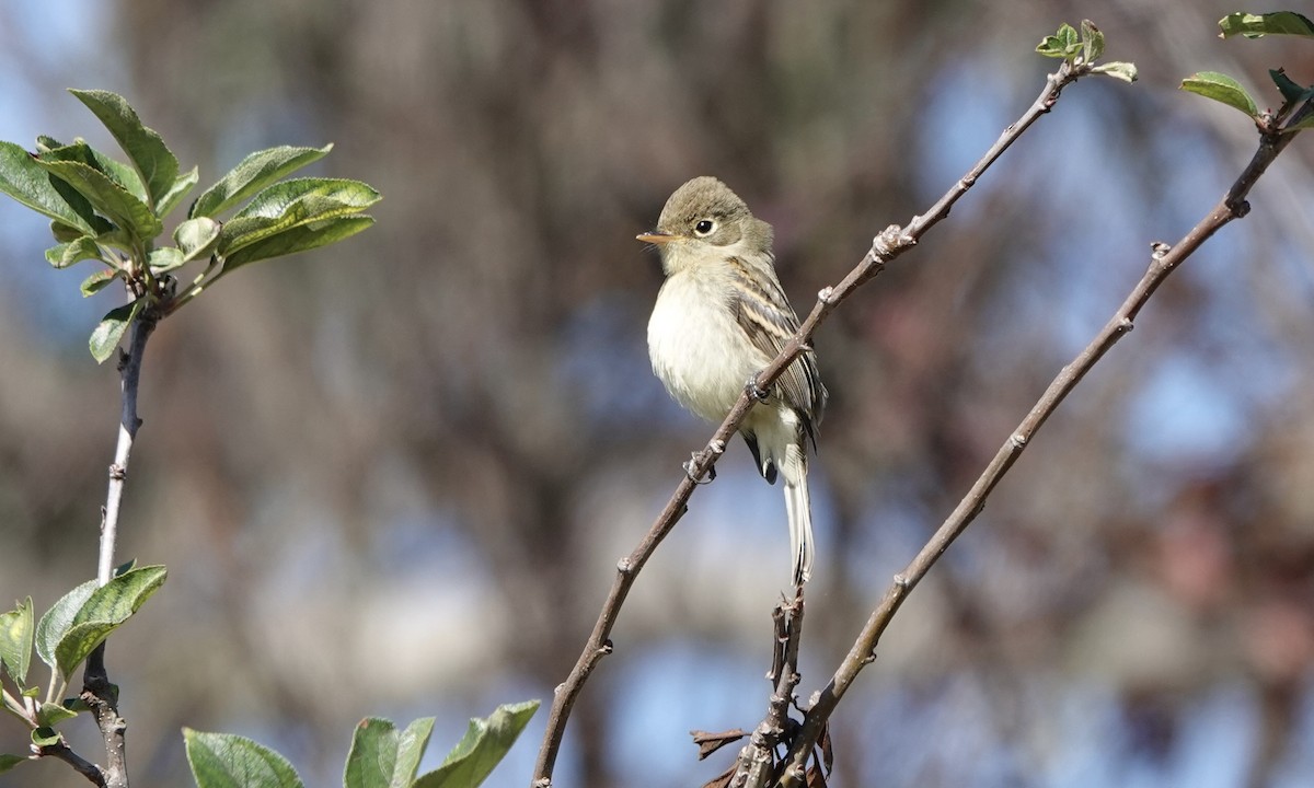 Western Flycatcher (Pacific-slope) - ML598682461