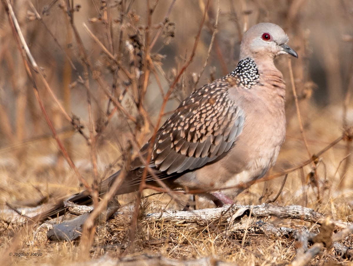 Spotted Dove - ML598682491
