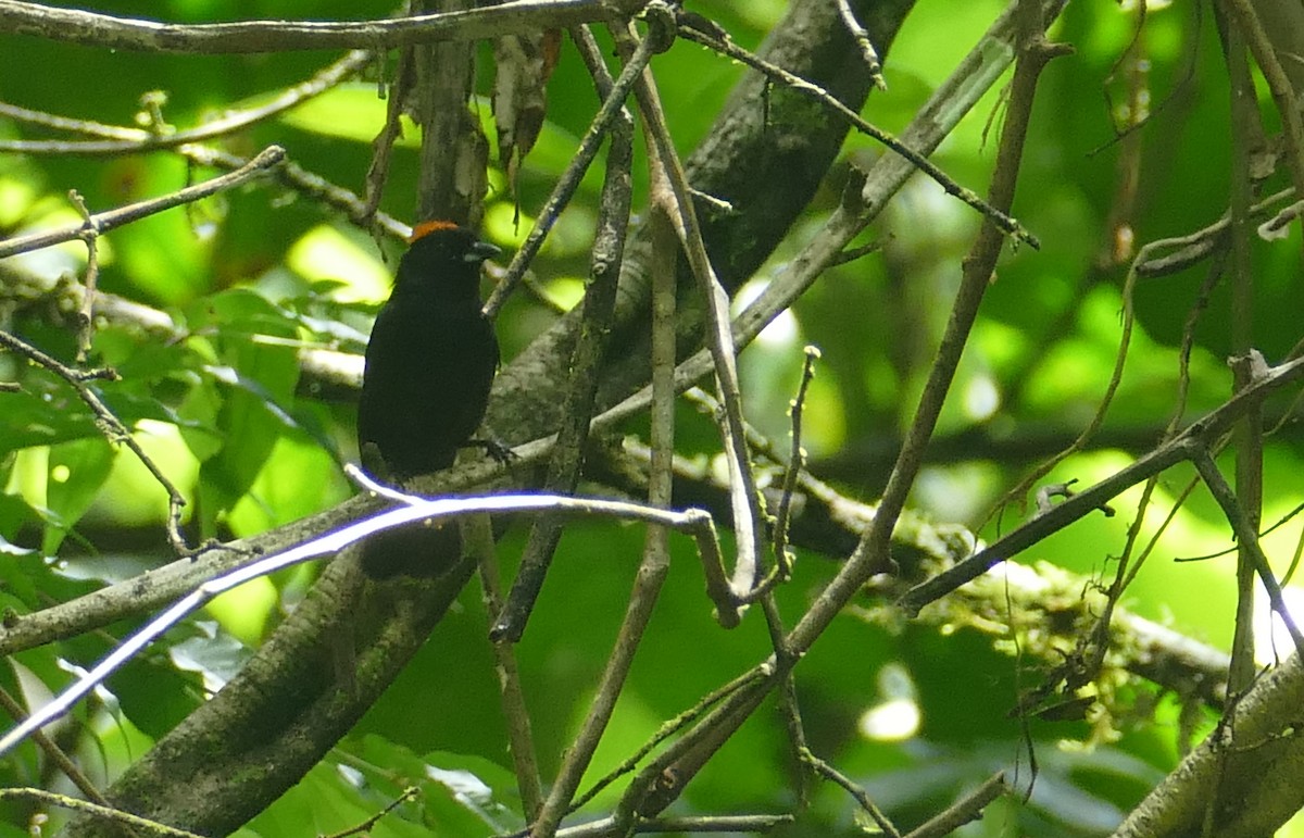 Tawny-crested Tanager - ML598683411