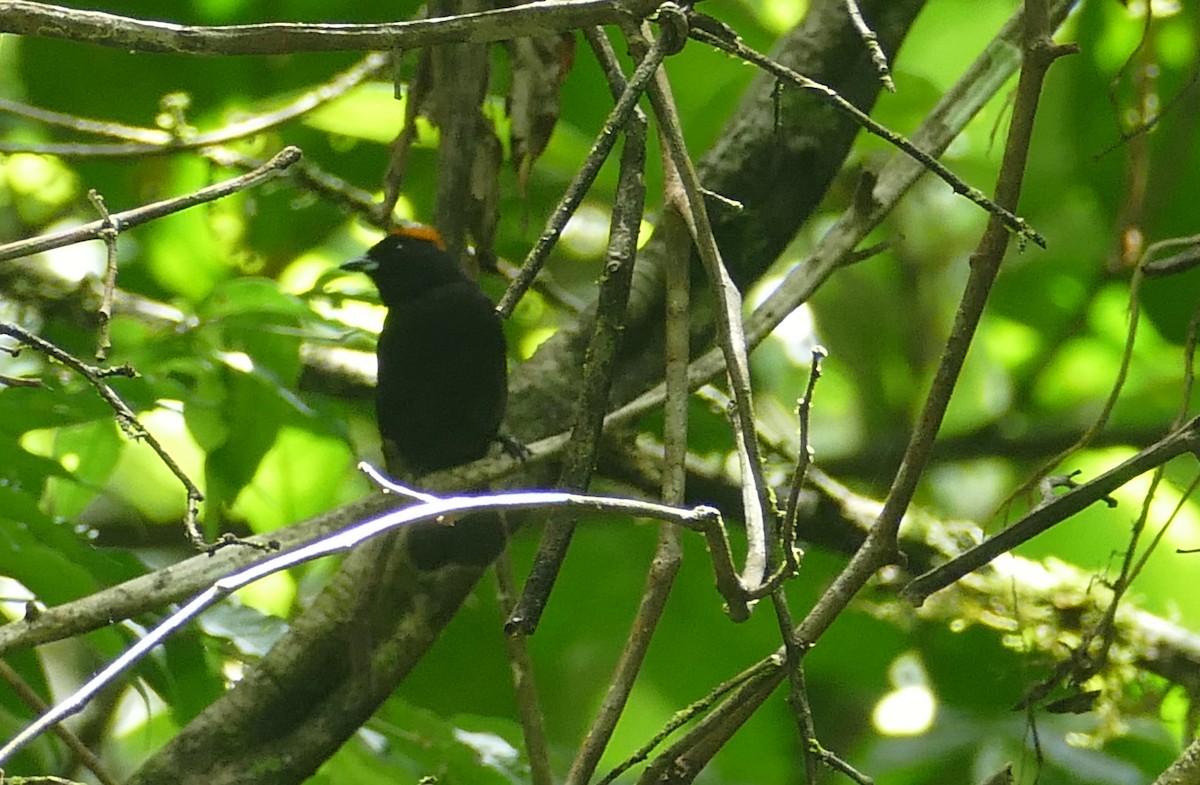 Tawny-crested Tanager - ML598683421