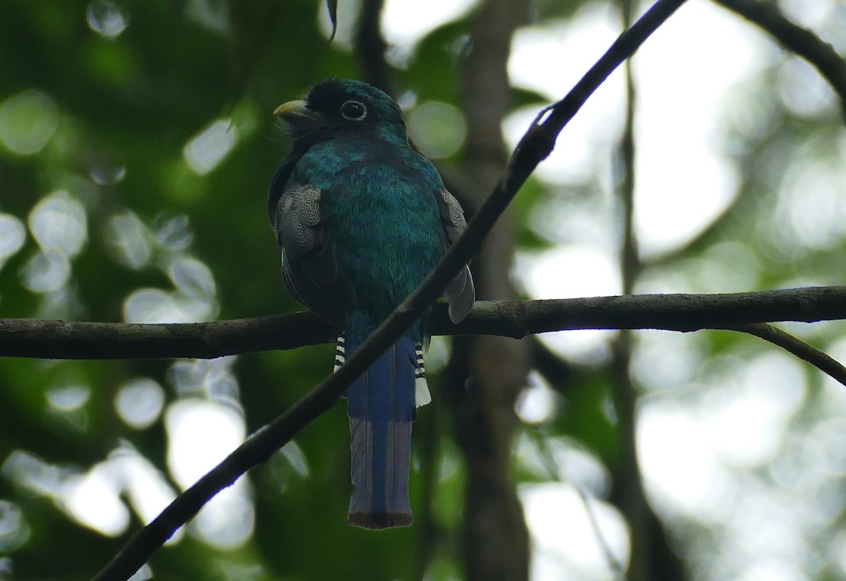 Northern Black-throated Trogon - ML598683491