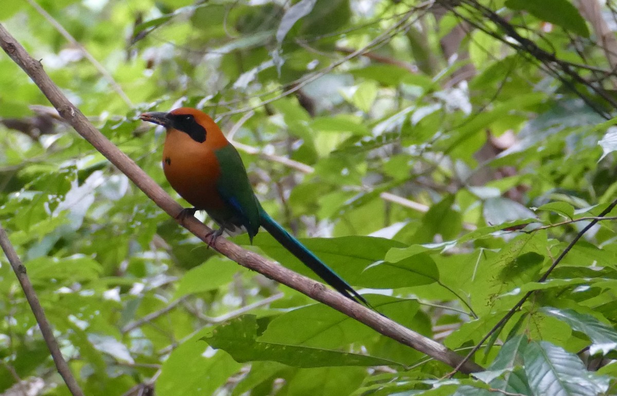 Rufous Motmot - ML598683611