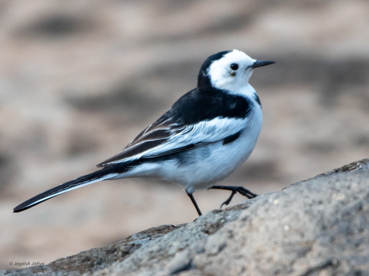 White Wagtail - ML598684511