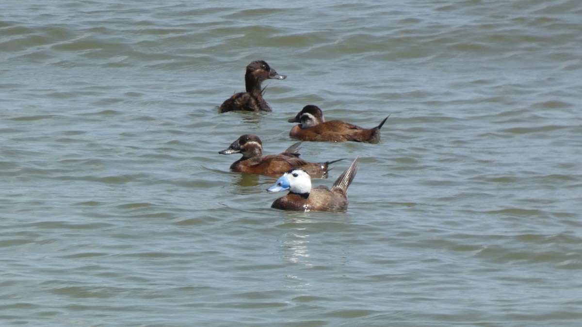 White-headed Duck - Zulfu Farajli