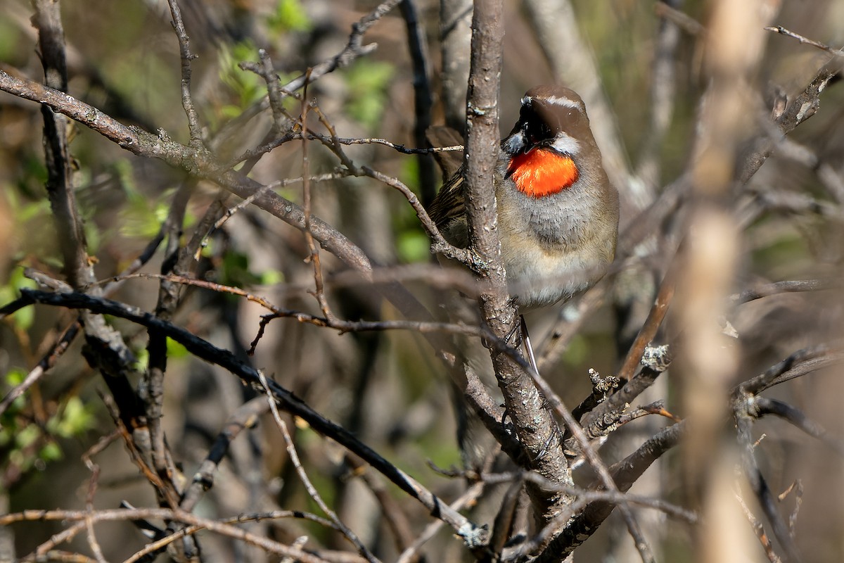 Siberian Rubythroat - ML598685211