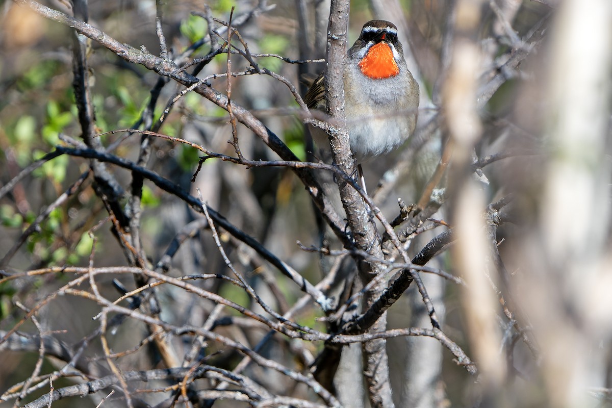 Siberian Rubythroat - ML598685231