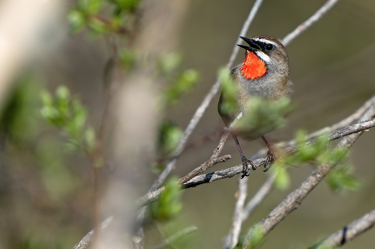 Siberian Rubythroat - ML598685281