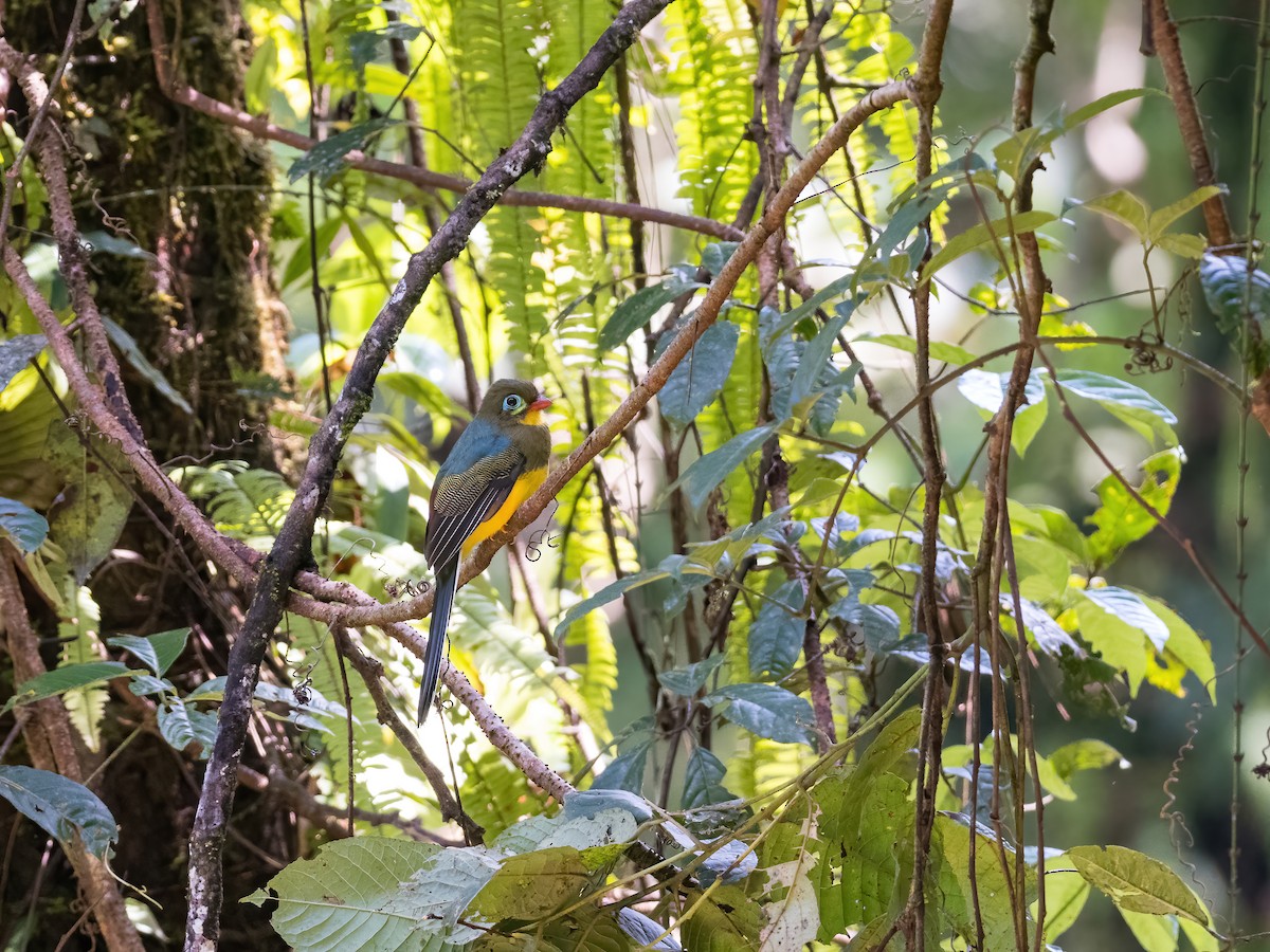 Sumatran Trogon - ML598685971