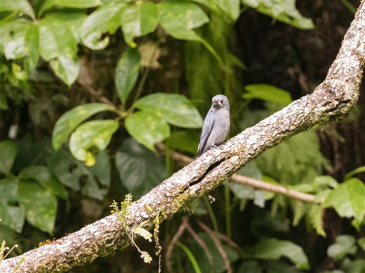 Kül Rengi Drongo - ML598687161