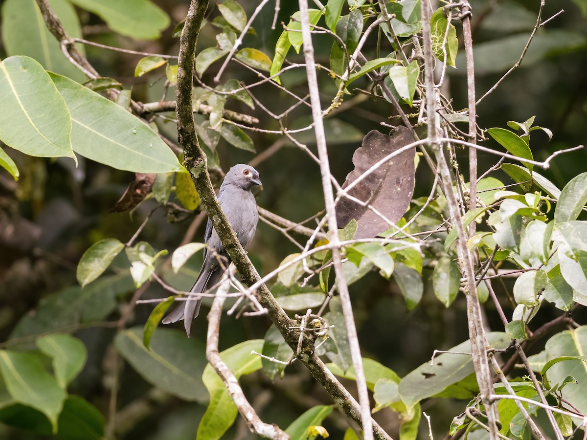 Ashy Drongo - ML598687261