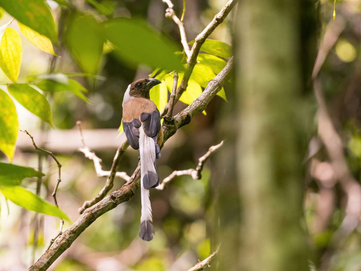 Sumatran Treepie - ML598687401