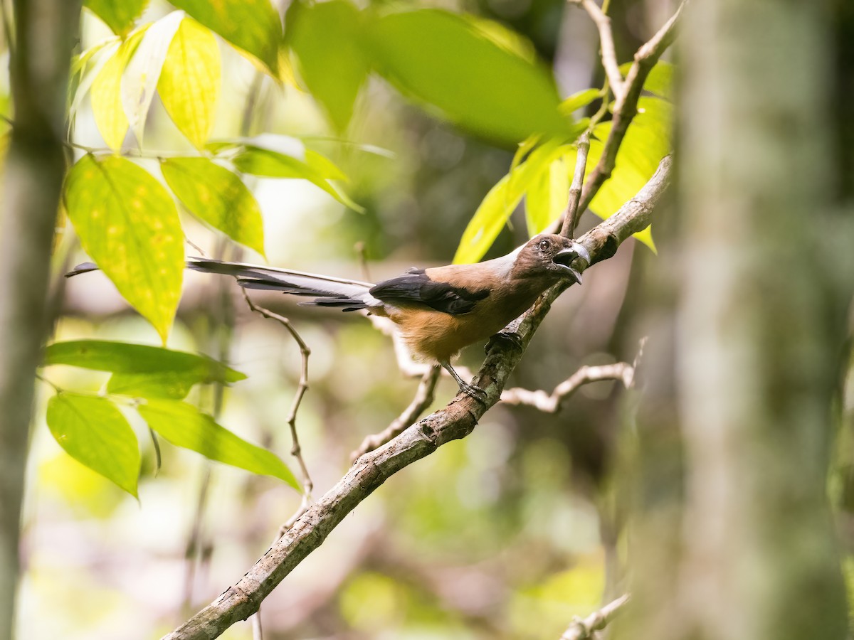 Sumatran Treepie - ML598687421