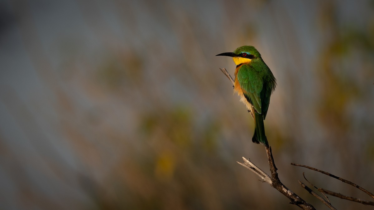 Little Bee-eater - ML598687551