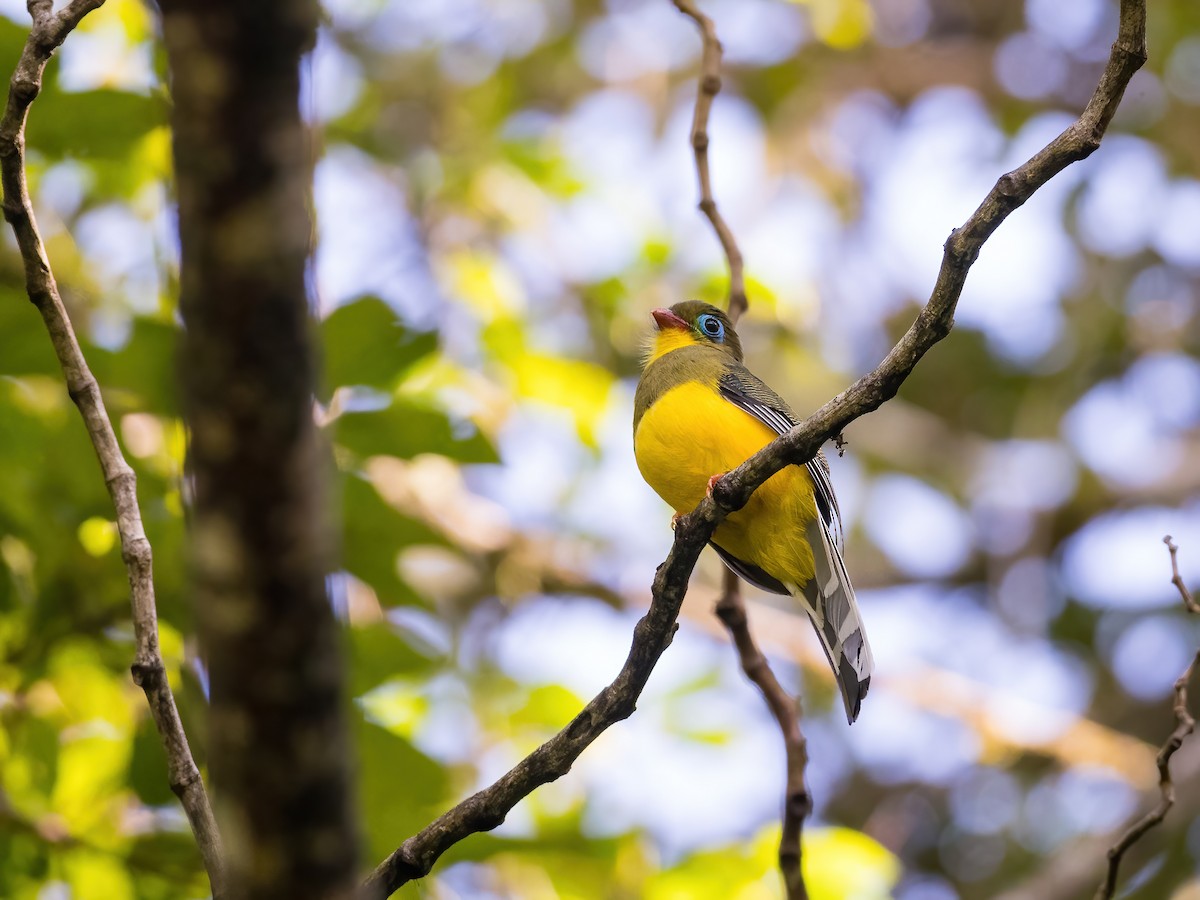 Sumatran Trogon - ML598688721