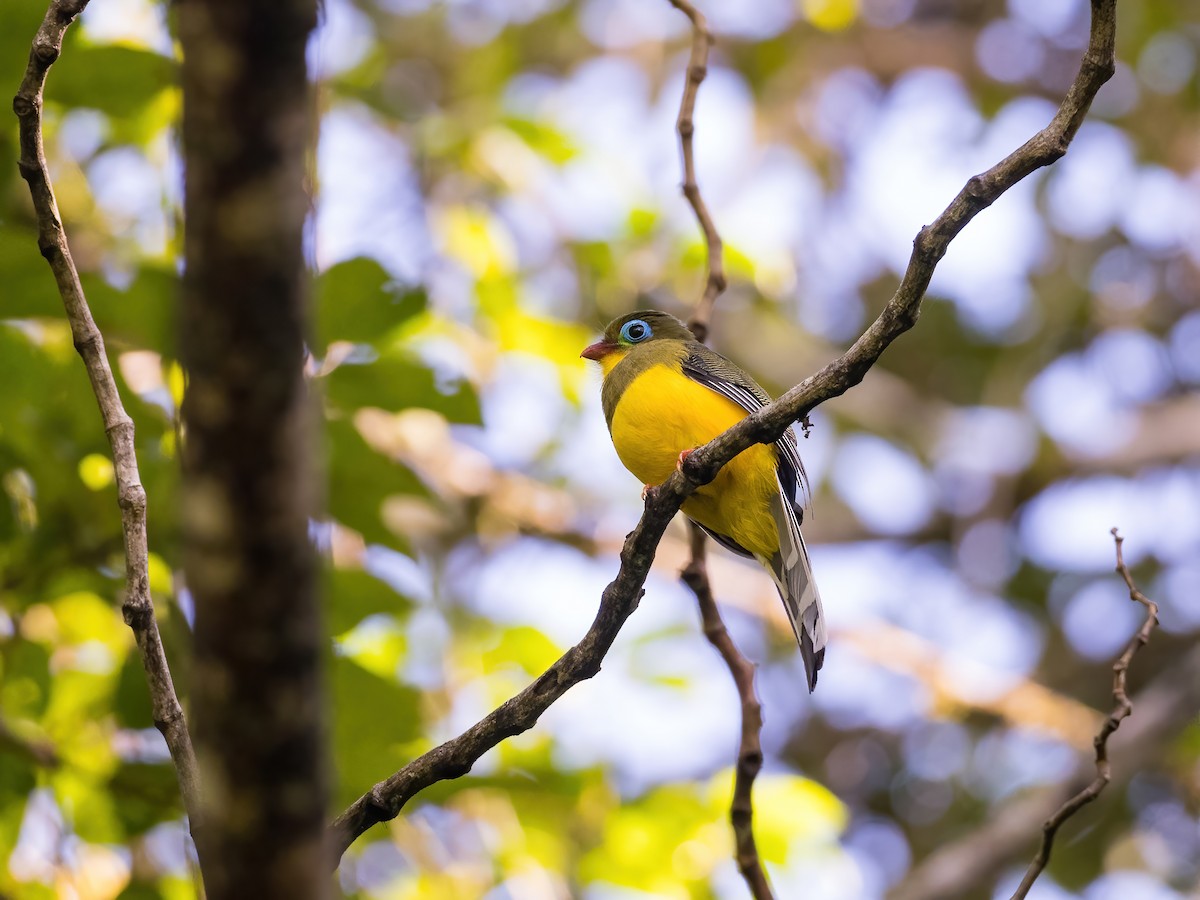 Sumatran Trogon - ML598688761