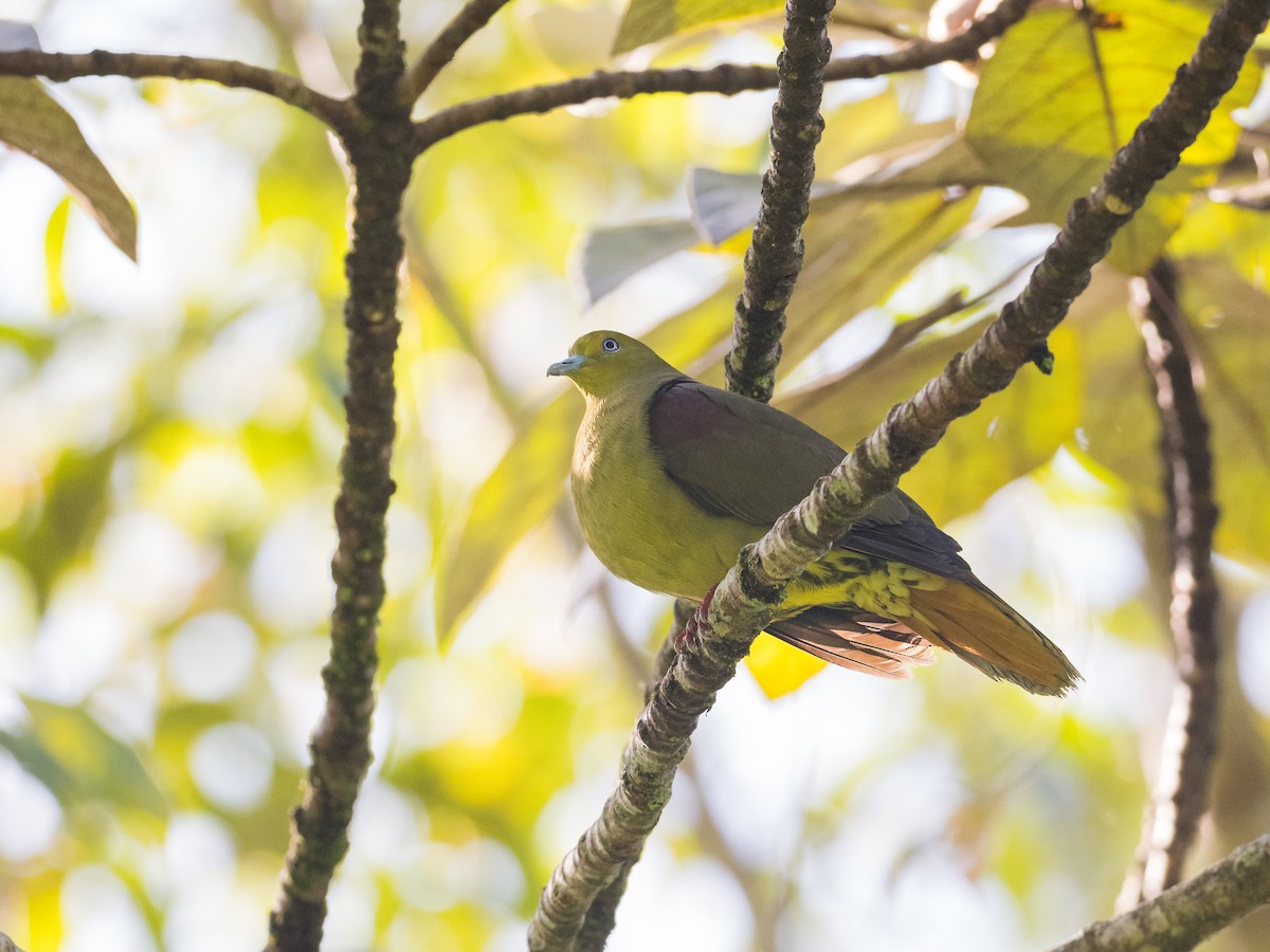 Wedge-tailed Green-Pigeon - ML598688921