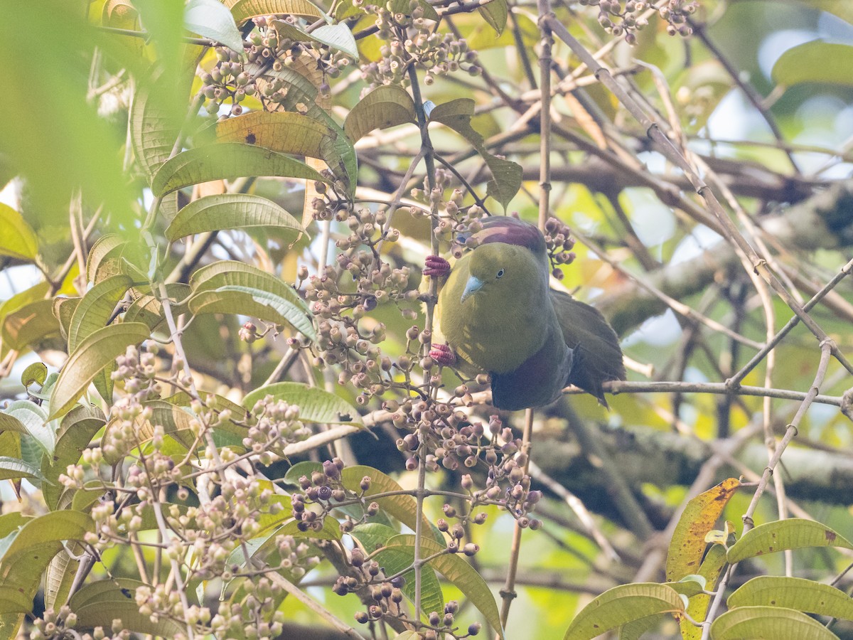 Wedge-tailed Green-Pigeon - ML598688941