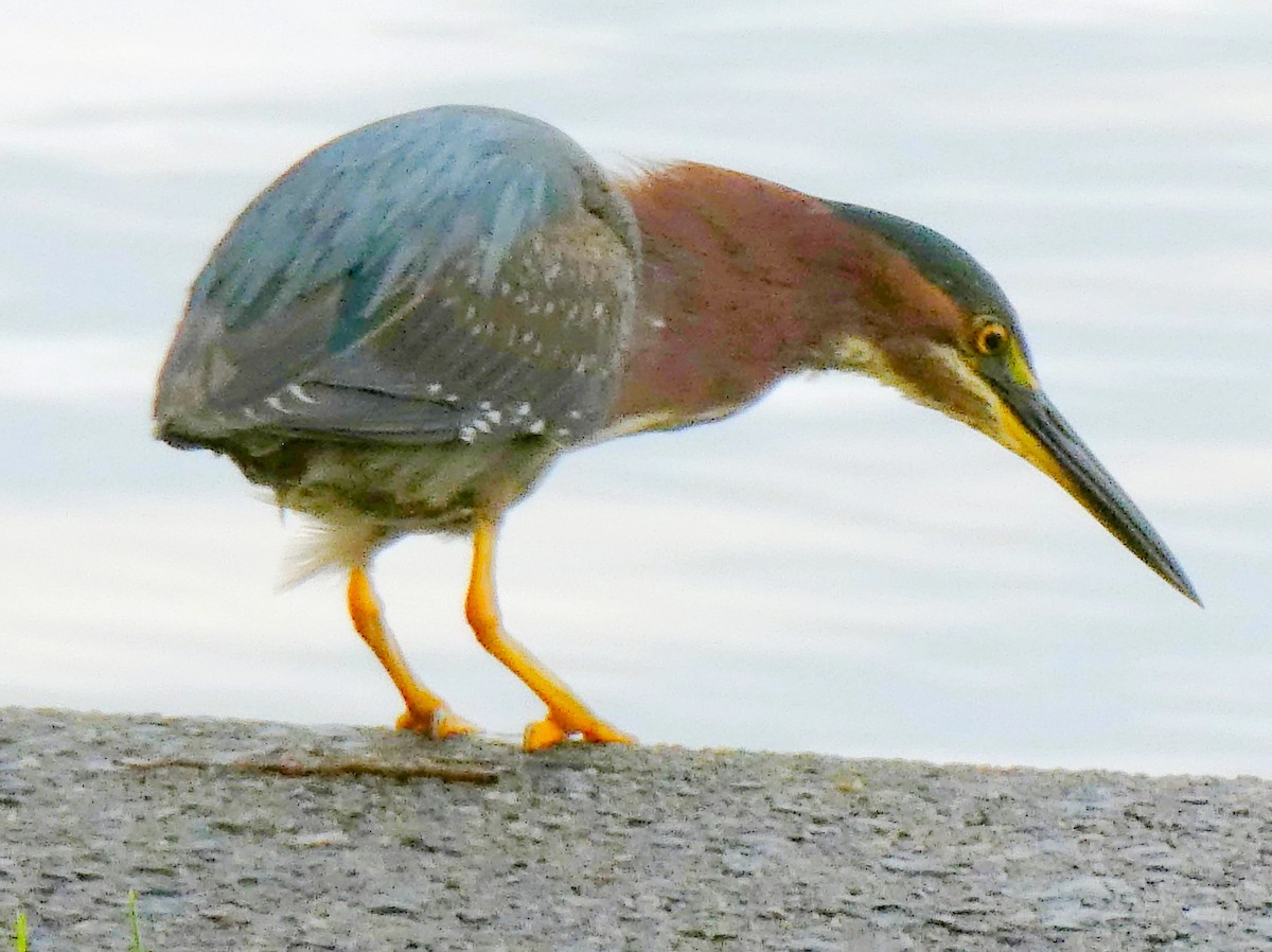 Green Heron - Daniel Alain Dagenais