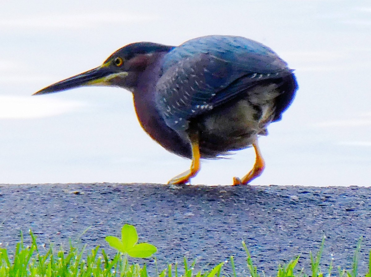 Green Heron - ML598689171