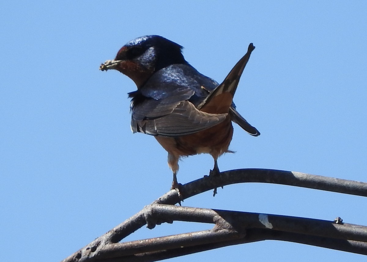 Barn Swallow - ML59869021