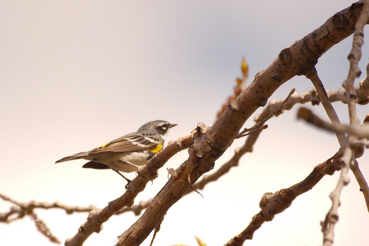 Yellow-rumped Warbler - ML598690321