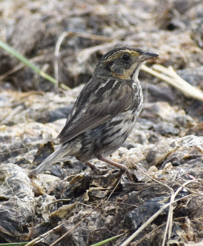 Saltmarsh Sparrow - ML598691361
