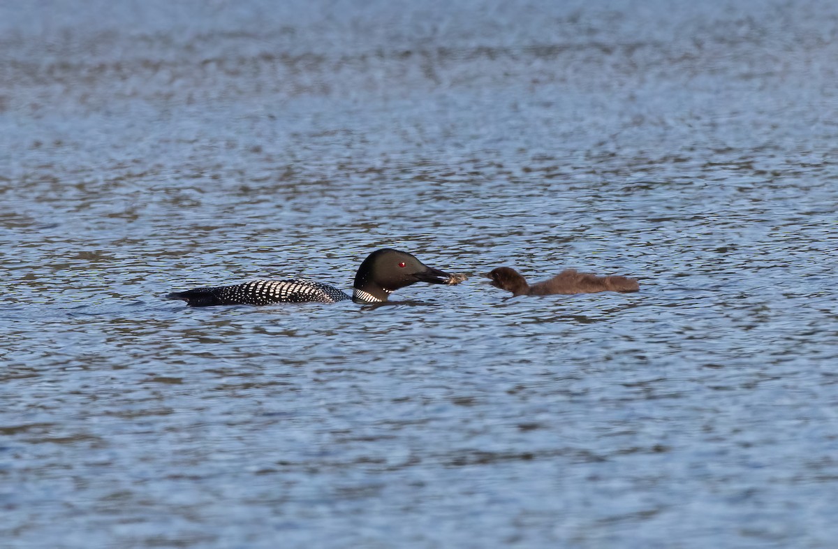 Plongeon huard - ML598691751