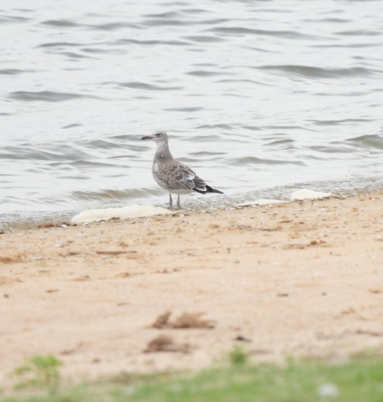 Laughing Gull - ML598691911