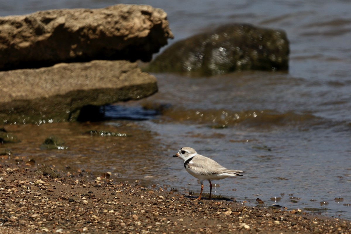 Piping Plover - sandy berger