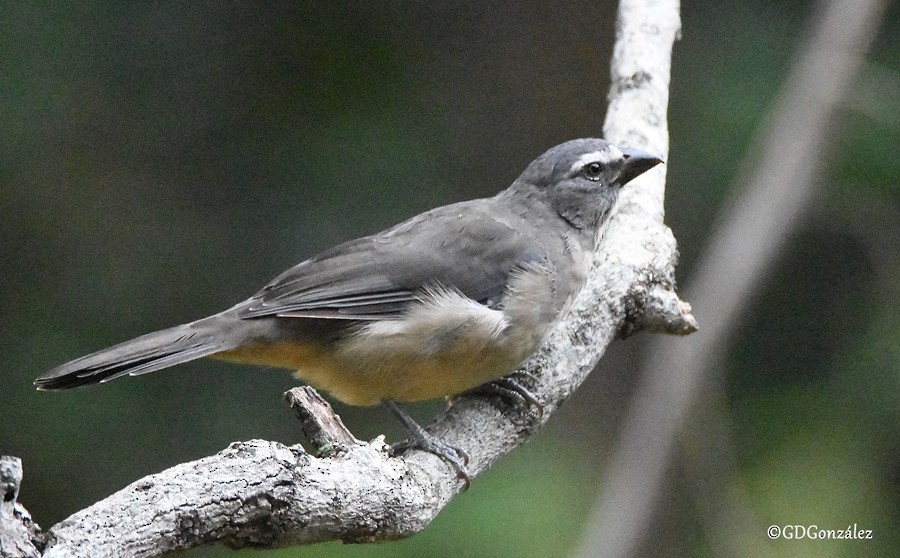 Bluish-gray Saltator - ML598692071