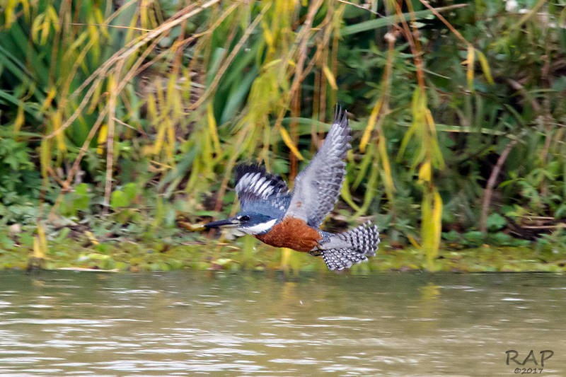 Ringed Kingfisher - ML59869251