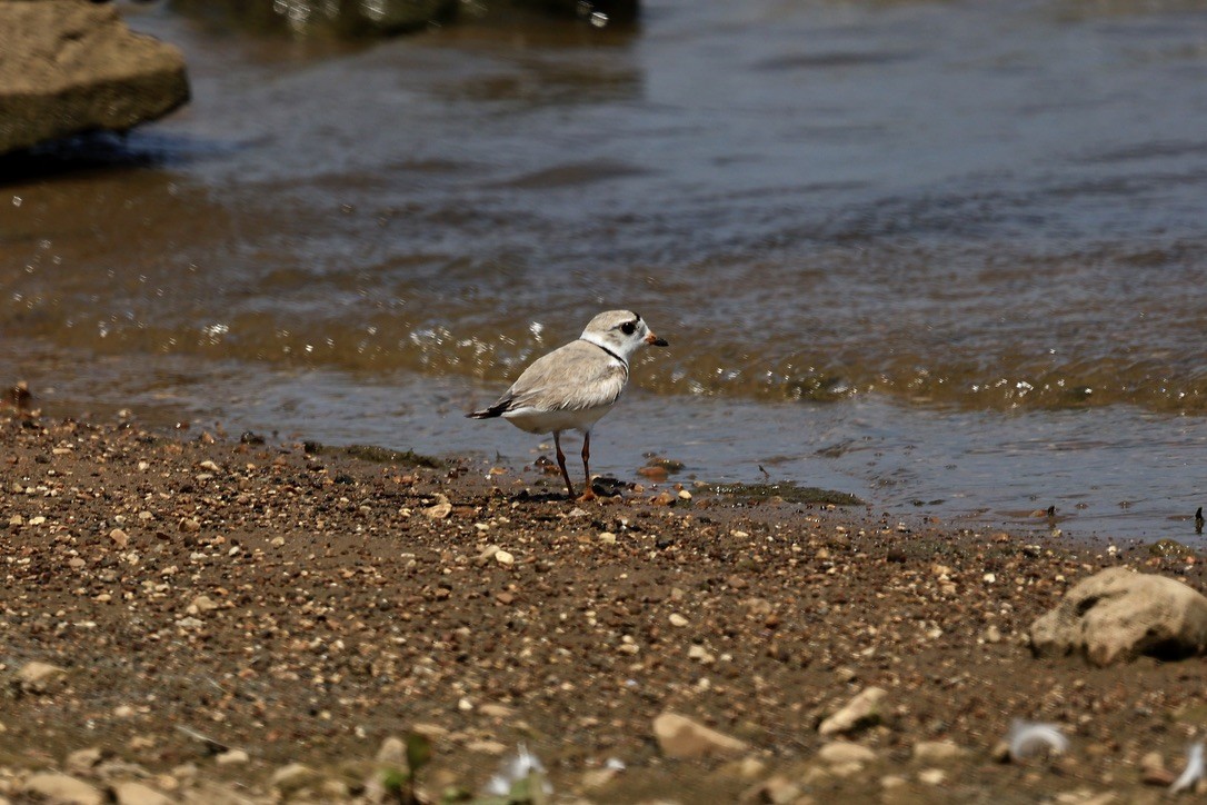 Piping Plover - ML598692511