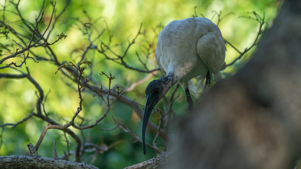 ibis slámokrký - ML598693881