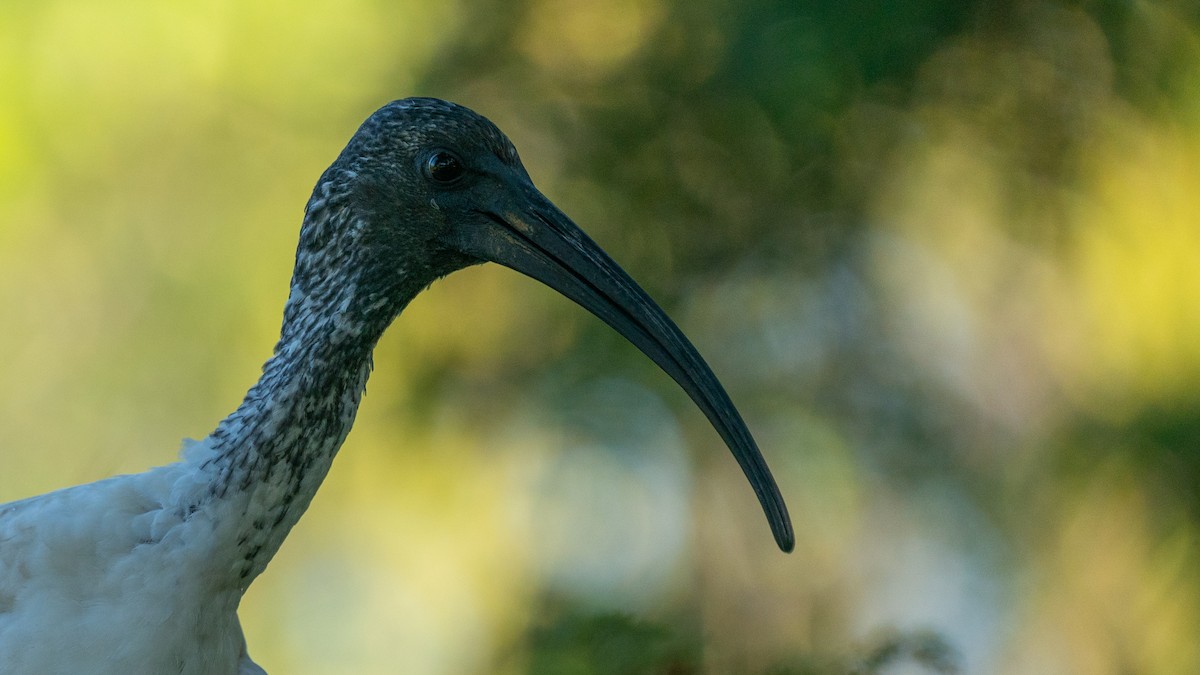 ibis slámokrký - ML598693891