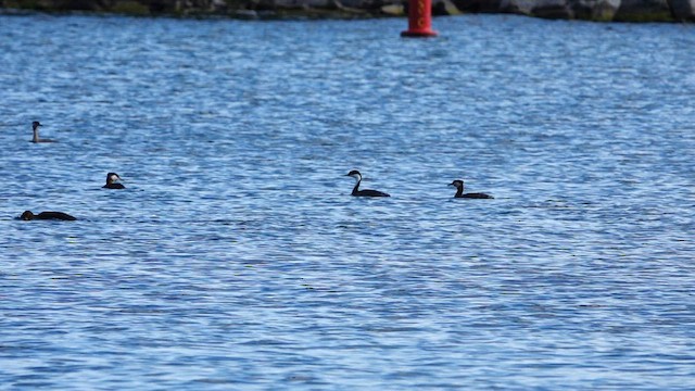 Western Grebe - ML598694471