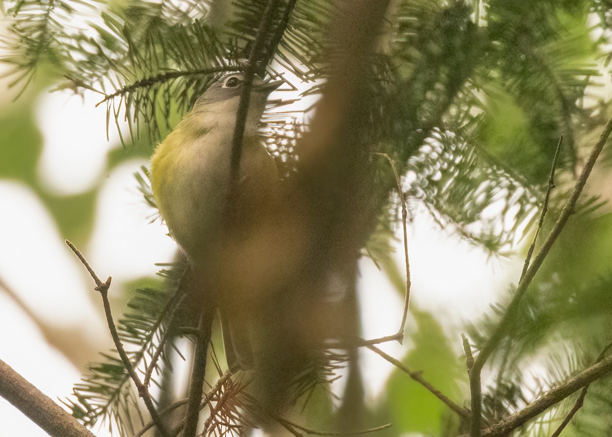 Blue-headed Vireo - ML598695451