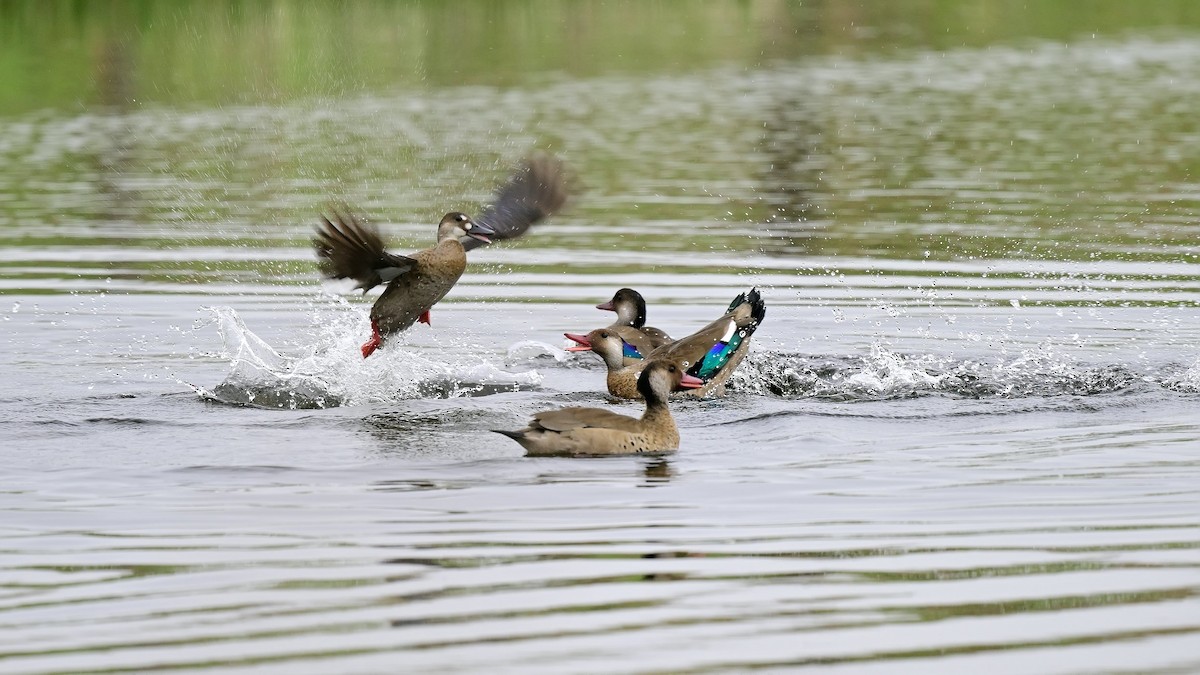 kachnička amazonská - ML598695911