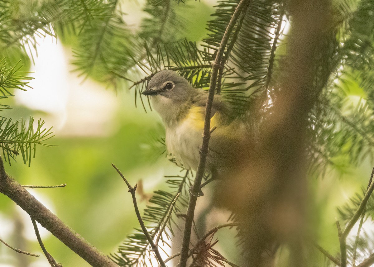Blue-headed Vireo - ML598696241