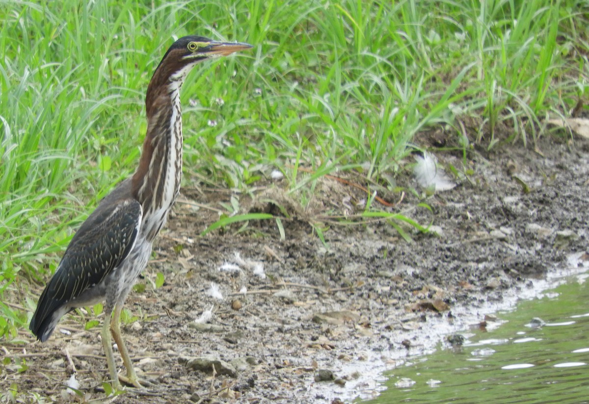 Green Heron - ML598696881