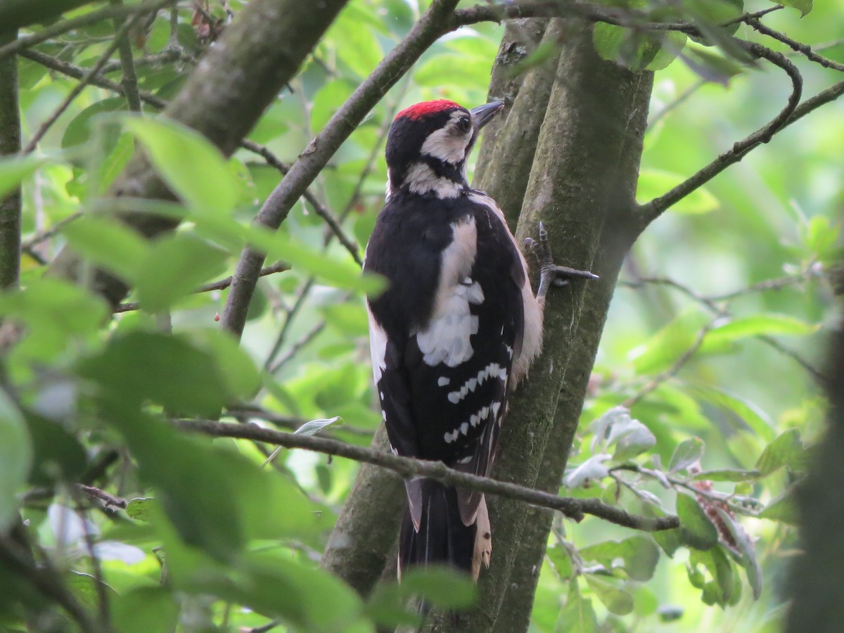 Great Spotted Woodpecker - ML598697761
