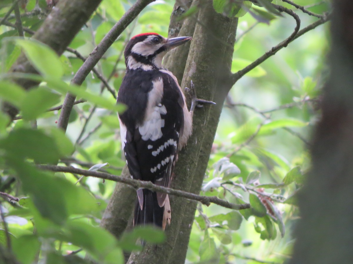 Great Spotted Woodpecker - ML598697781