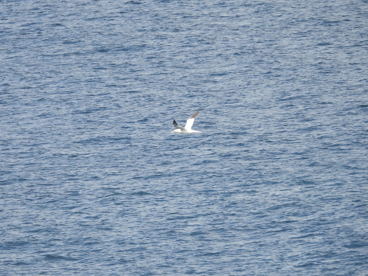 Northern Gannet - ML598698171