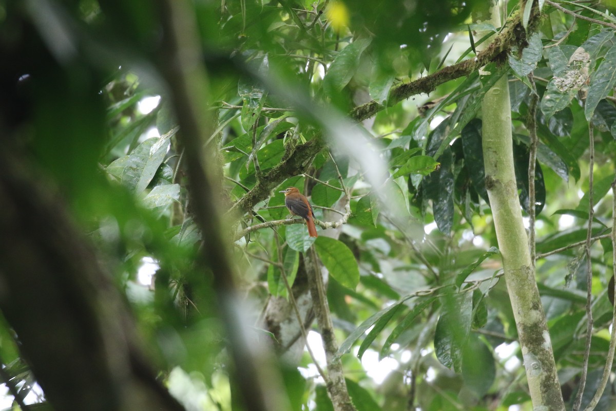 Slaty-winged Foliage-gleaner - Fabrice Schmitt