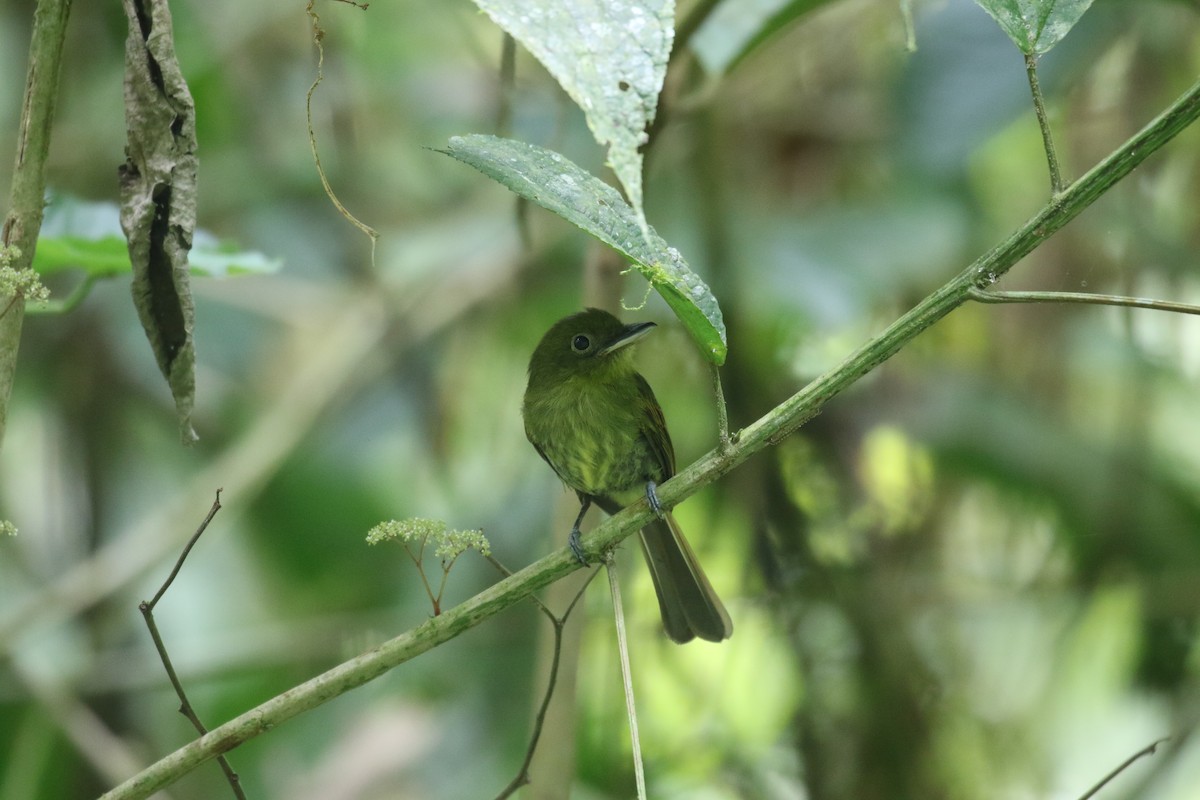 Pacific Flatbill - Fabrice Schmitt