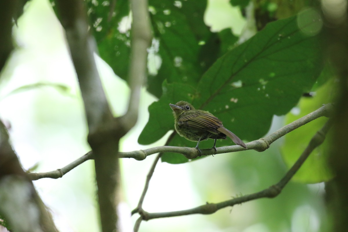 Pacific Flatbill - Fabrice Schmitt