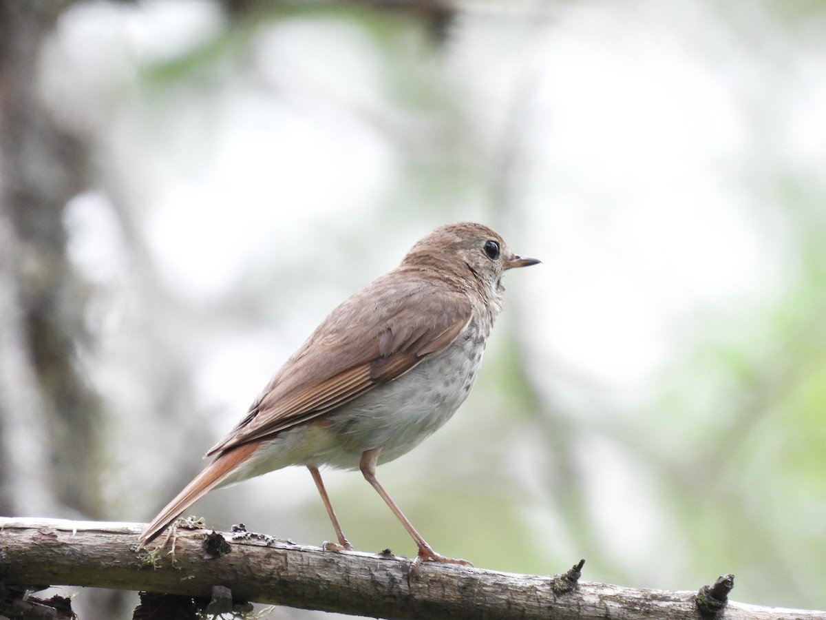 Hermit Thrush - ML598699821