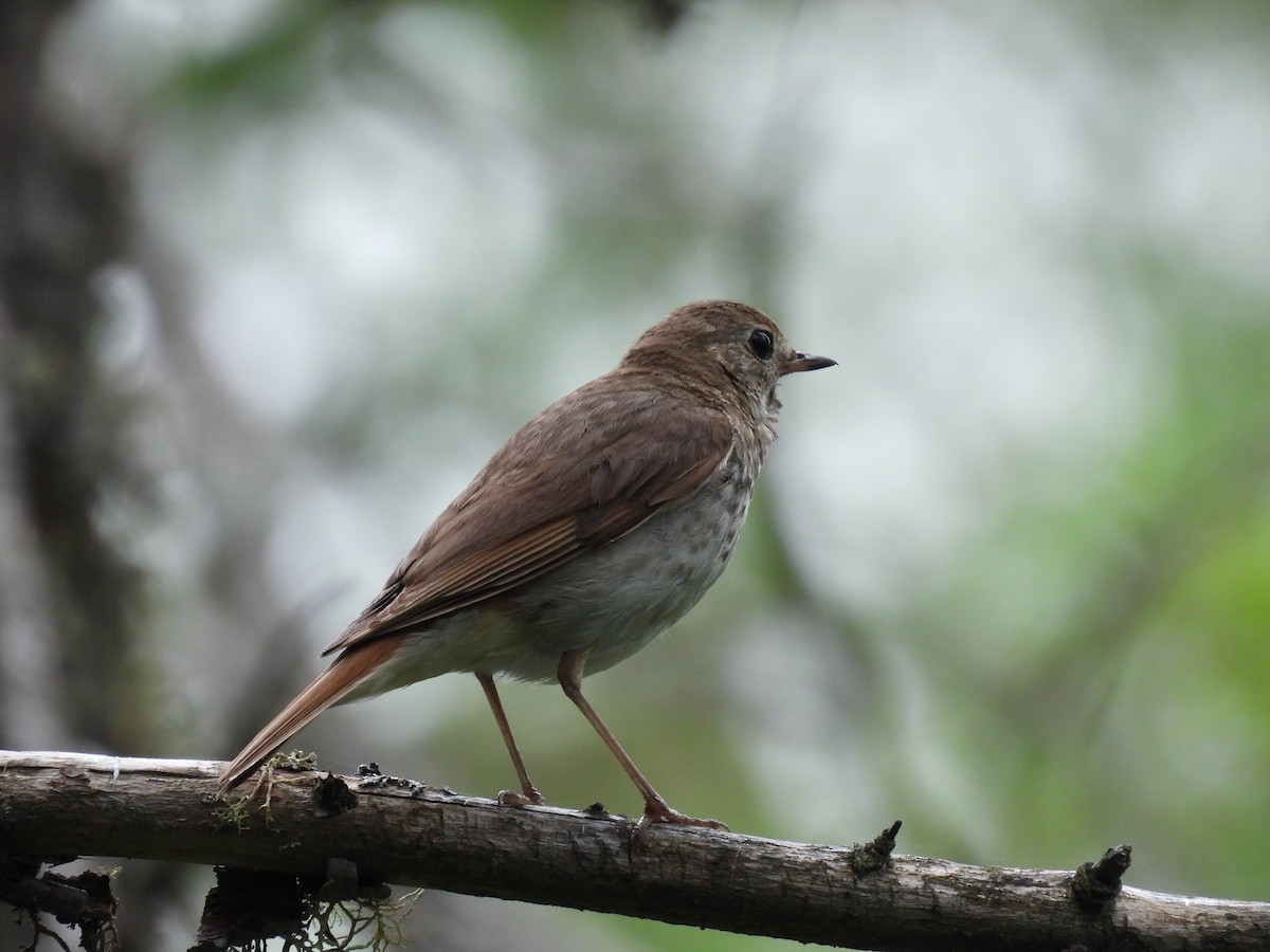 Hermit Thrush - ML598699831