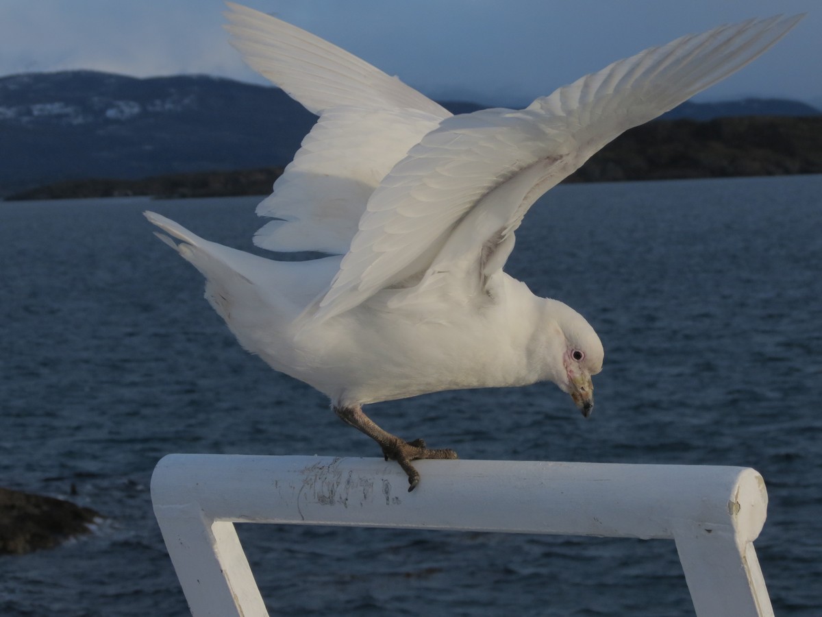 Snowy Sheathbill - Ralph Roberts